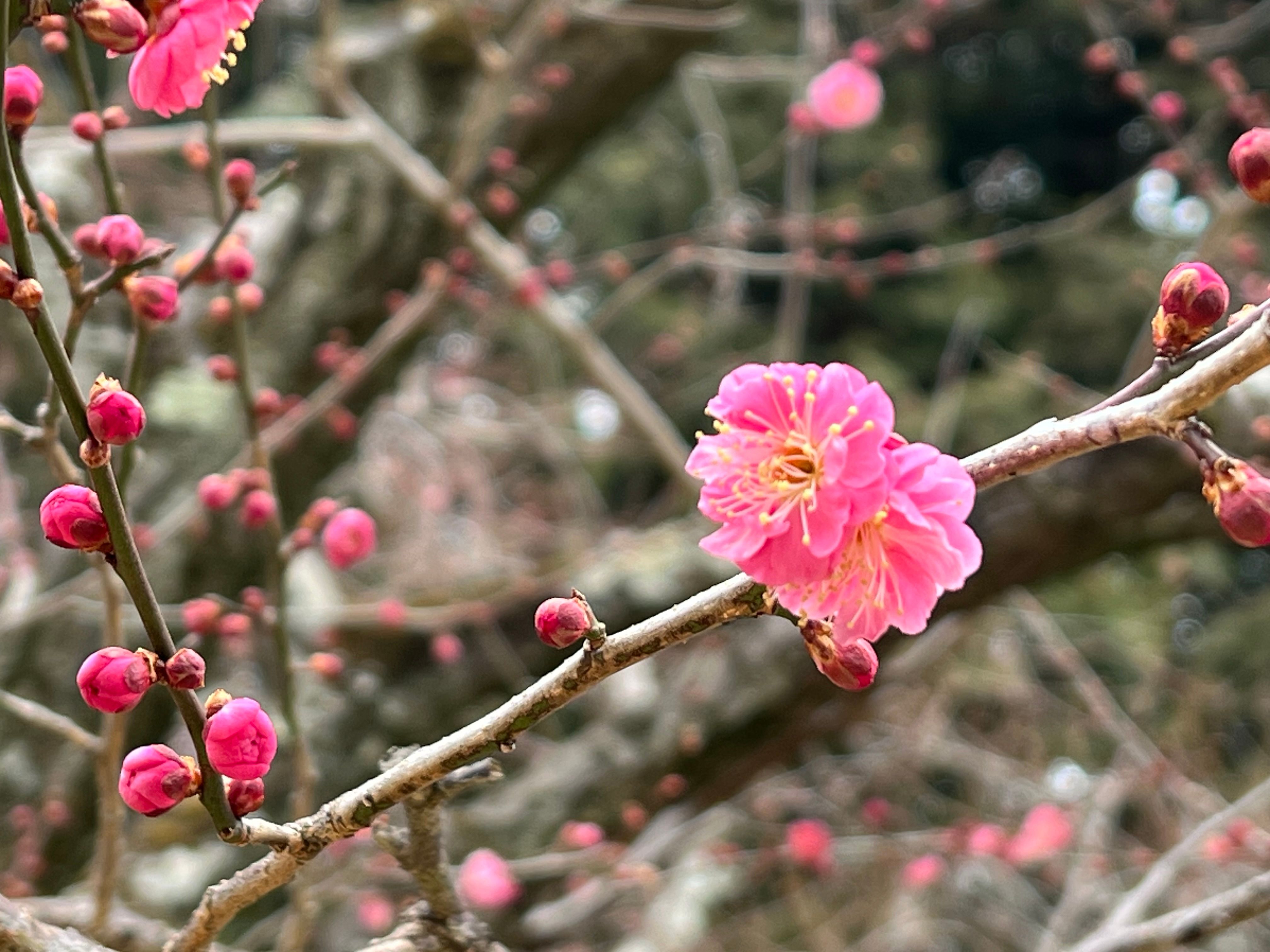 Image in a image block